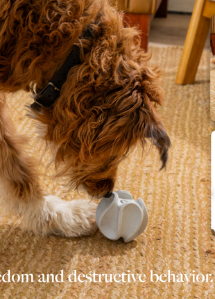 LAY LO Dog Enrichment Starter Bundle & Gift Box