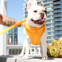 Luxe Harness - Palma - Pup List