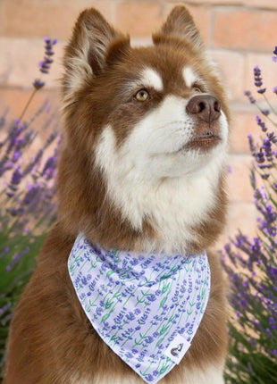 Lavender Blooms Dog Bandana