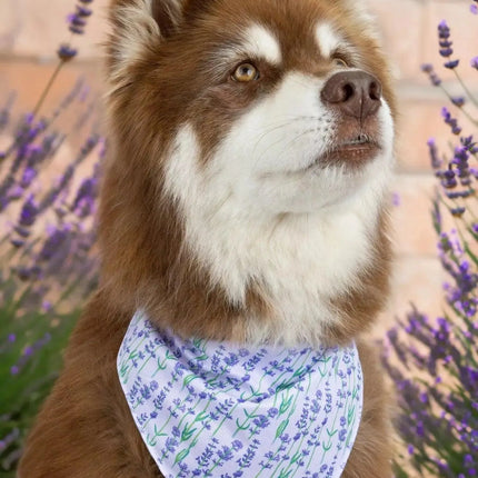Lavender Blooms Dog Bandana & Matching Keychain
