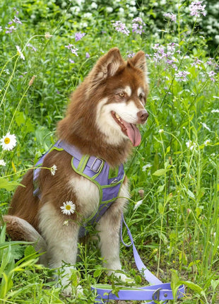 Lavender Garden Ultimate Dog Harness
