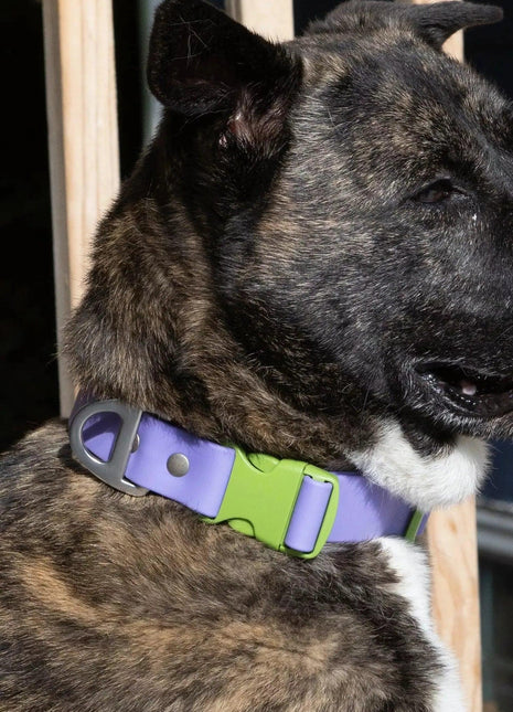 Lavender Garden Waterproof Dog Collar