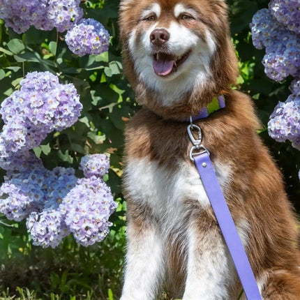 Lavender Garden Waterproof Dog Collar
