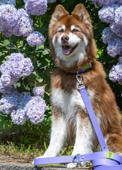 Lavender Garden Waterproof Dog Leash
