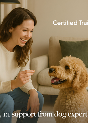 LAY LO Dog Enrichment Starter Bundle & Gift Box