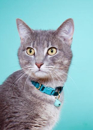 breakaway cat collars