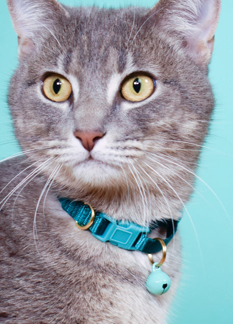 breakaway cat collars