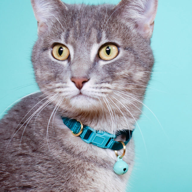 breakaway cat collars