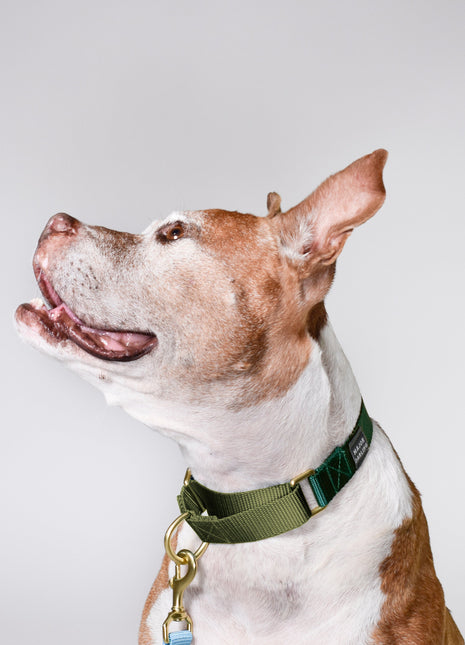 martingale collar / forest + olive