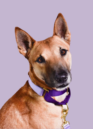 martingale collar / lilac + violet