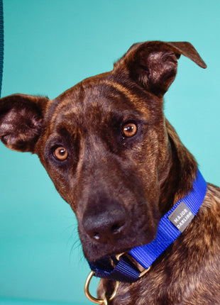 martingale collar / cobalt + navy
