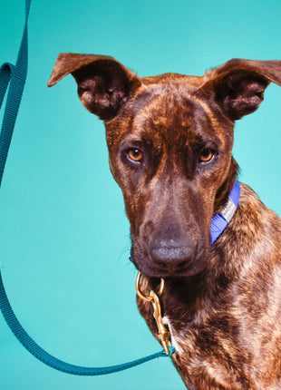 double handle leash / traffic leash