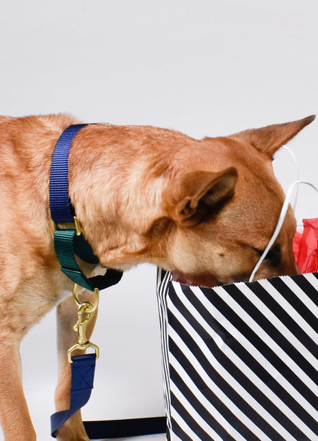 martingale collar / navy + forest