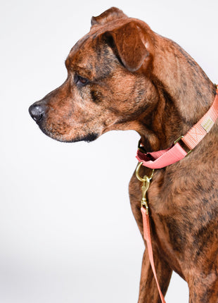 martingale collar / peach + pink