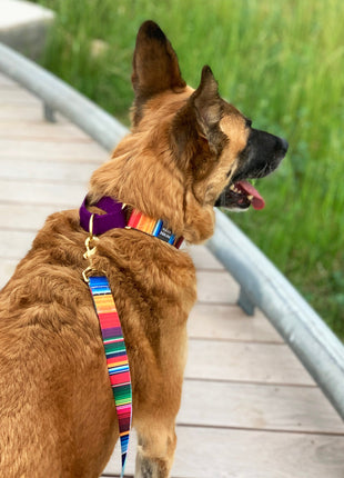 martingale collar / serape + navy