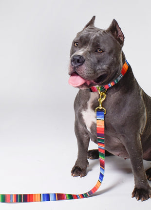 not-so-basic leash / serape