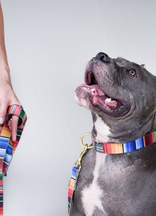 not-so-basic leash / serape