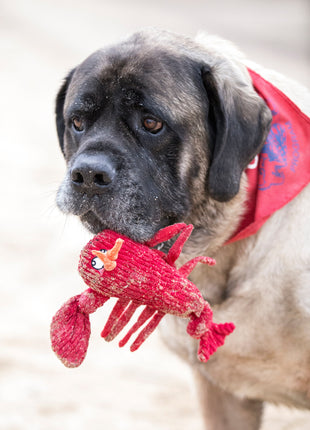 McCraken Lobsta™ Knottie® Plush Dog Toy