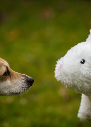 Squooshie™ Bunny Plush Dog Toy
