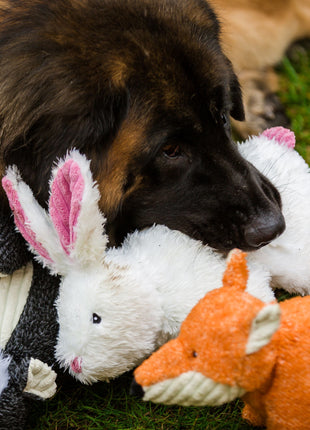 Squooshie™ Bunny Plush Dog Toy