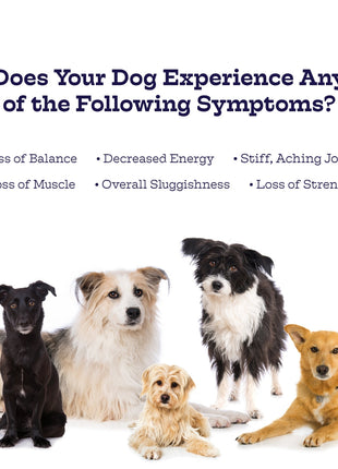 Hip & Joint Chews
