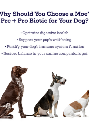 Pre + Pro Biotic Chews