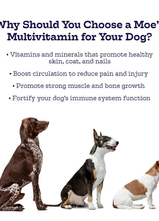 Multi-Plus Chews