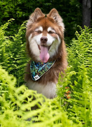 Magical Fern Forest Dog Bandana & Matching Keychain