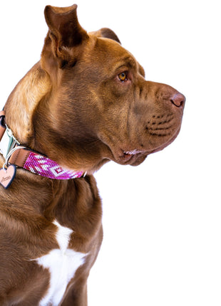 Melrose dog collar (quick release)