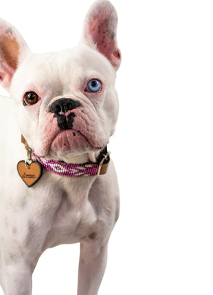 Melrose dog collar (quick release)