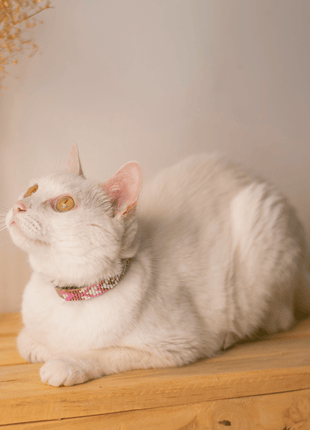 Melrose Sambboho cat collar