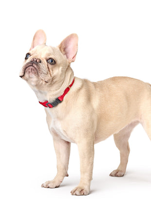 City Collar - Iconic Red