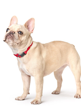 City Collar - Iconic Red - Pup List