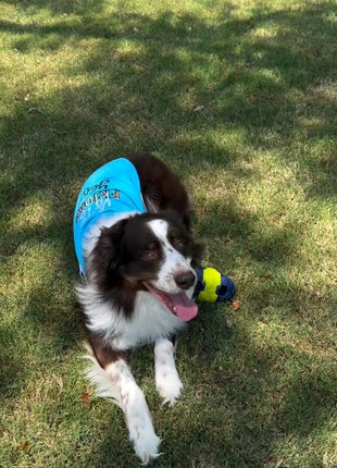 Parisian Pet 'Is It Friday Yet?' Embroidered Dog T-Shirt – Trendy Weekend Dog Apparel for Dogs & Cats, Light Blue