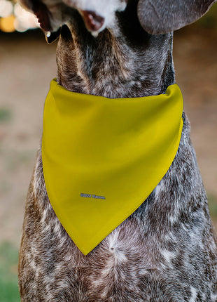 Pet Bandana - SpongeBob SquarePants and Friends SOAK UP POSITIVITY Pose Yellow