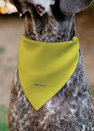 Pet Bandana - SpongeBob SquarePants Face Close-Up Yellow