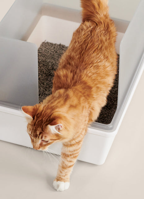 Cubby Litter Box