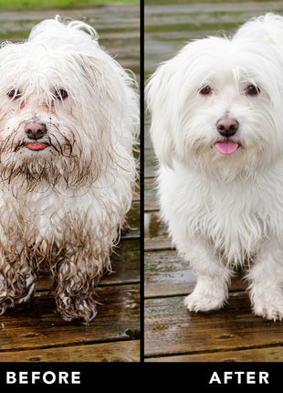 THE NON SHEDDER Dog Shampoo