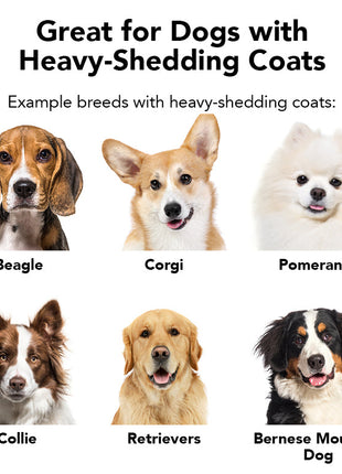 THE SHEDDER