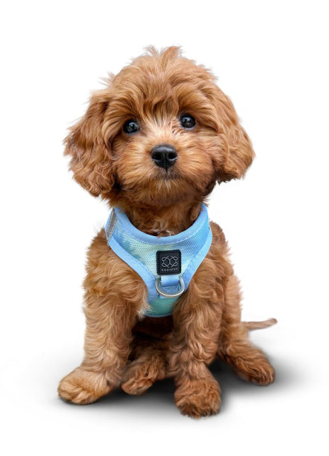 Summer AIR Harness - Ocean