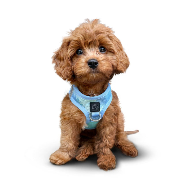 Summer AIR Harness - Ocean