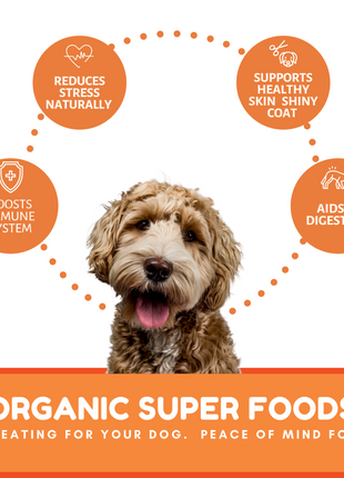 Dog Mamma's Organic Pumpkin Snaps Recipe- USDA Organic Certified Dog Treats