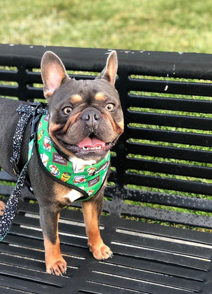 Teacher's Pet Leash Kit - Pup List