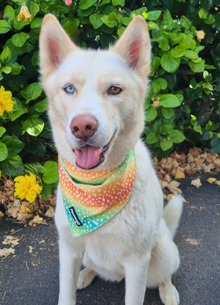 Chasing Rainbows Cooling Bandana