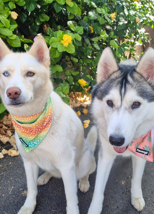 Chasing Rainbows Cooling Bandana