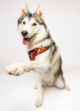 Pawgwarts Everyday Adjustable No-Pull Dog Harness - Pup List