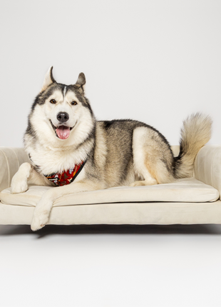 Pawgwarts Everyday Adjustable No-Pull Dog Harness - Pup List