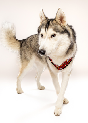 Pawgwarts Everyday Adjustable No-Pull Dog Harness - Pup List