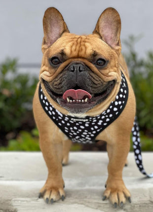 Polka Dog Reversible Harness - Pup List