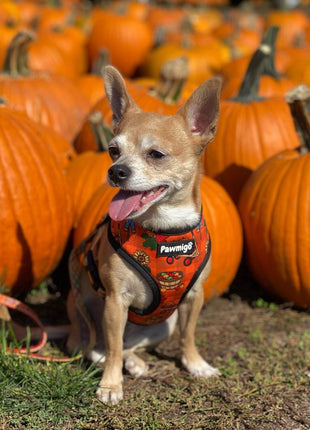 Pupkin Patch Reversible Harness